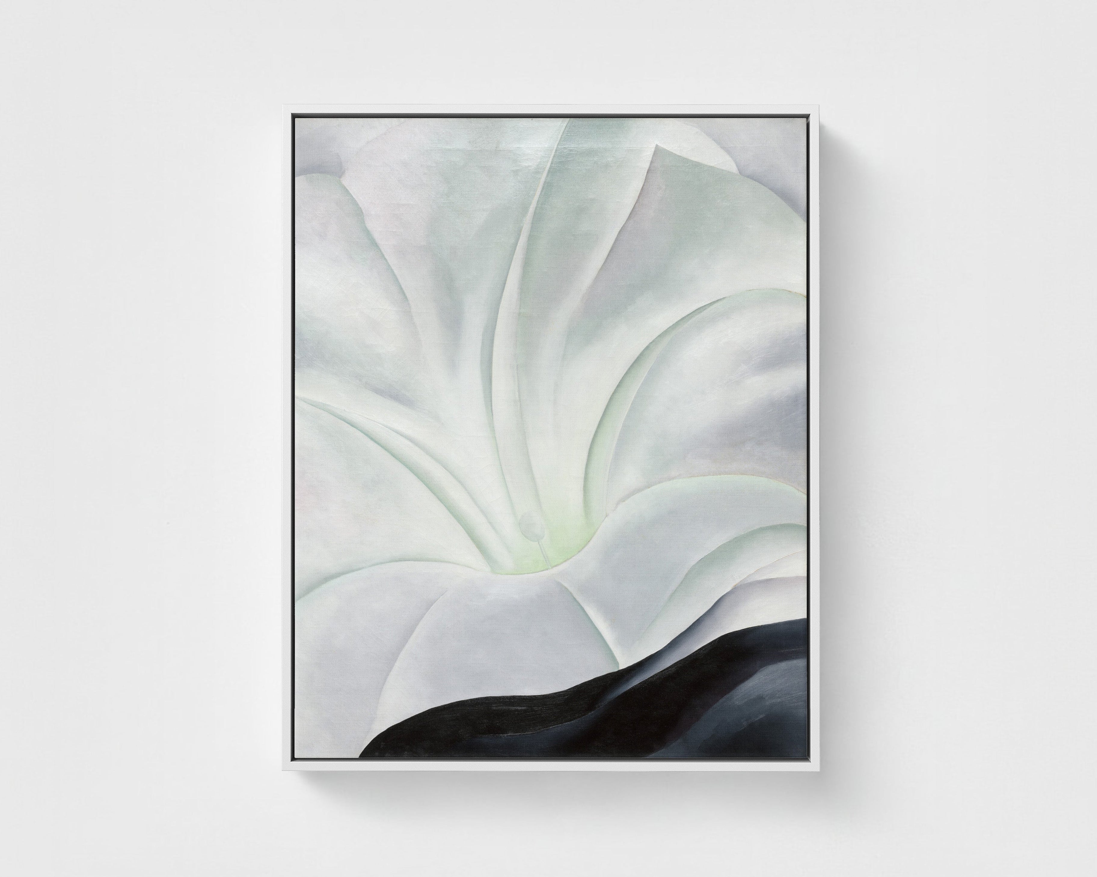 Morning Glory with Black